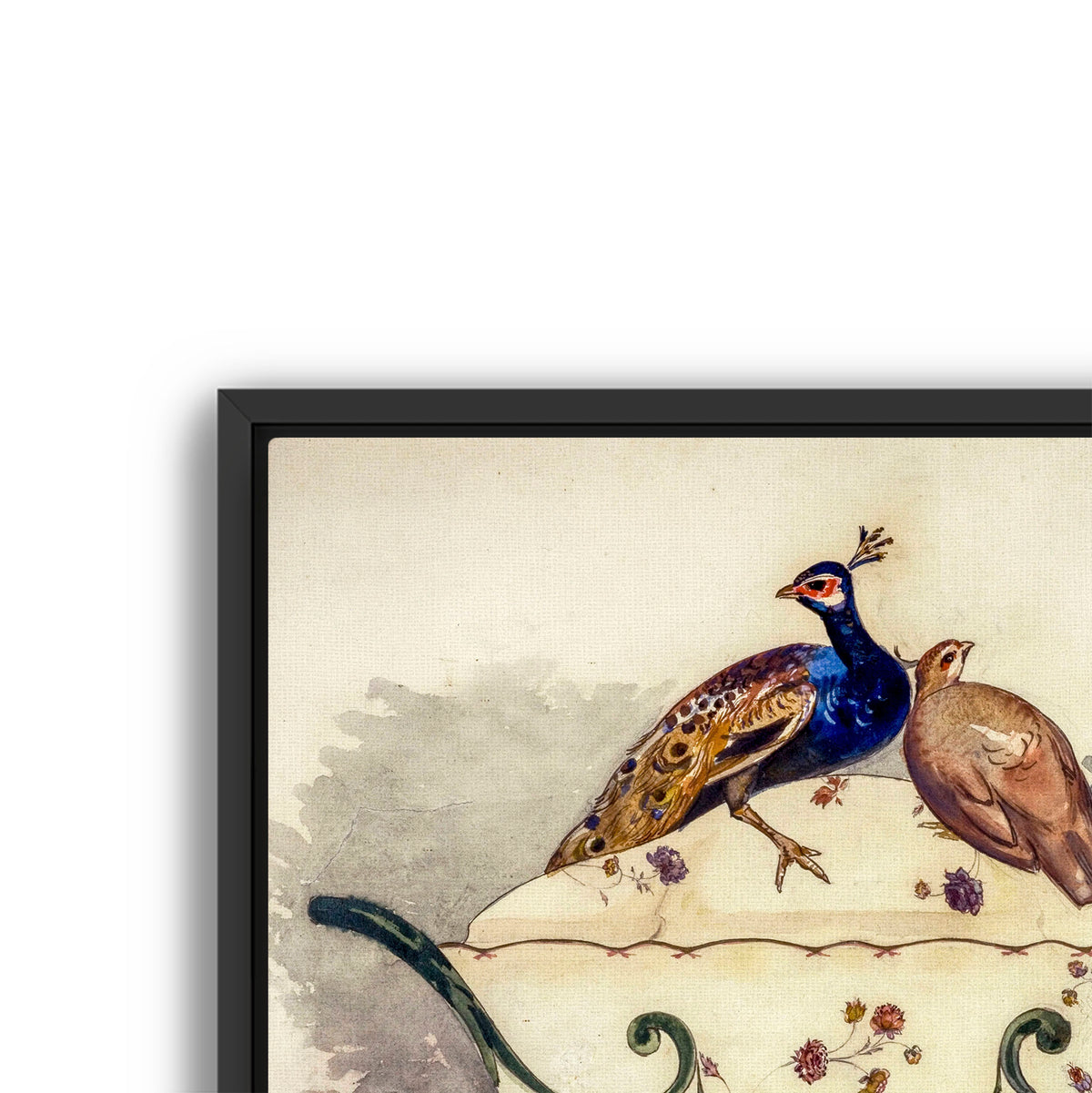 fine pheasant