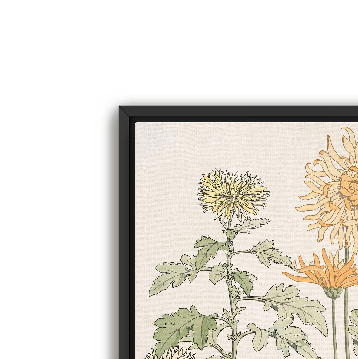 chrysanthème