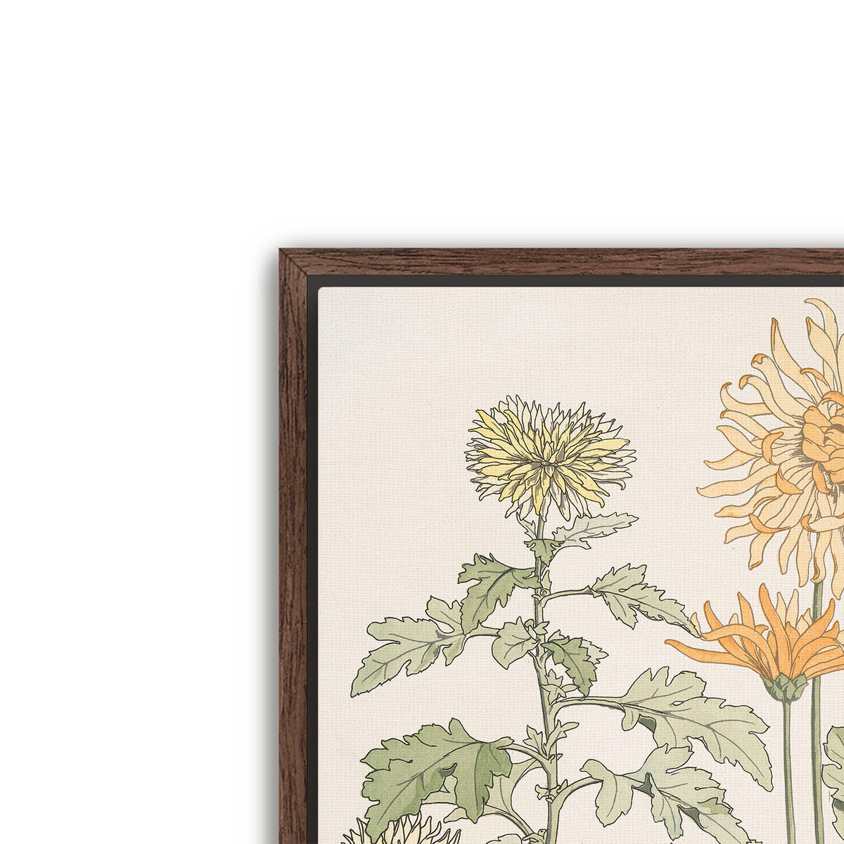 chrysanthème