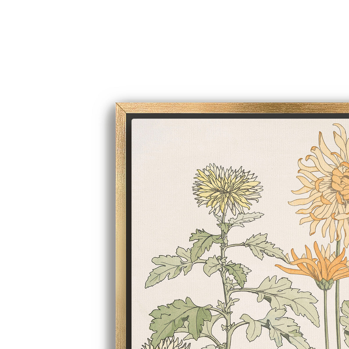 chrysanthème