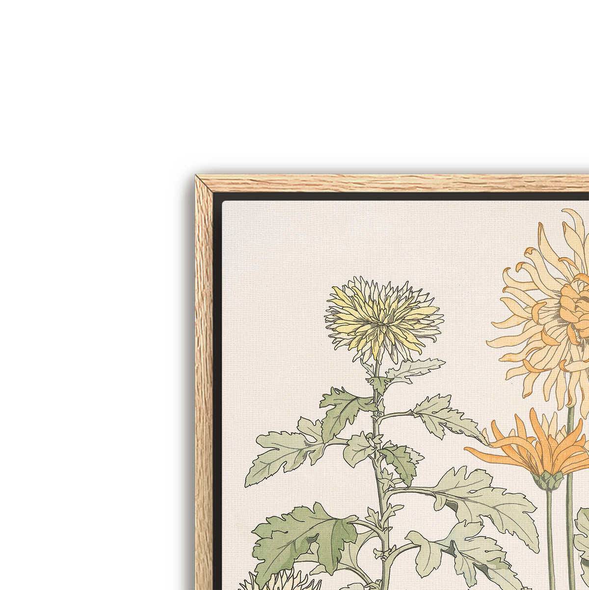 chrysanthème