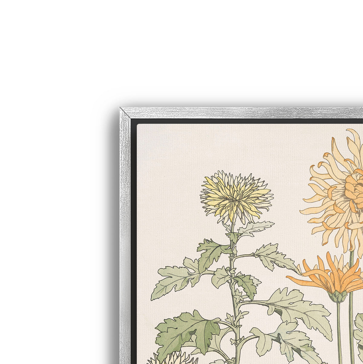 chrysanthème