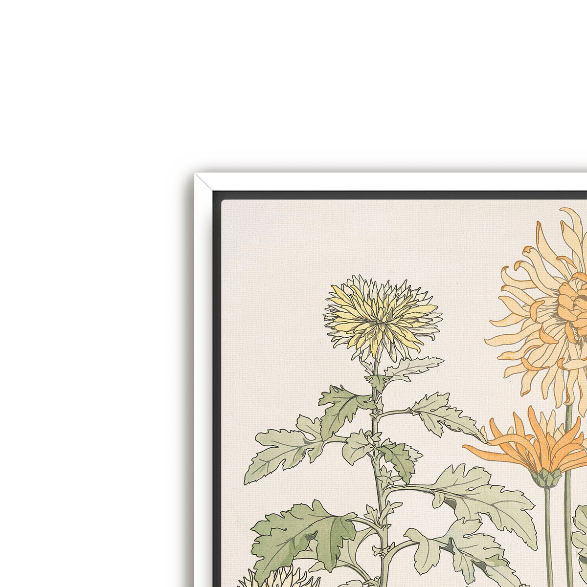 chrysanthème