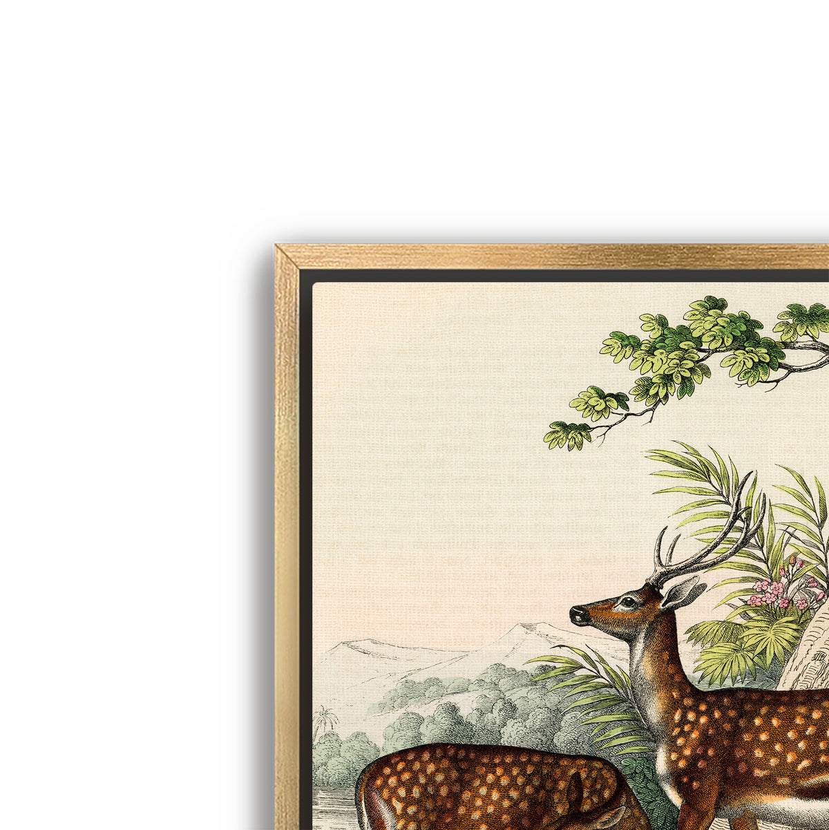 family of deer