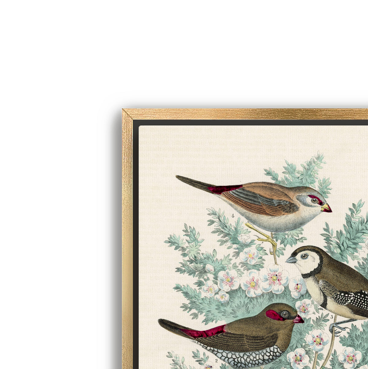 feathered friends