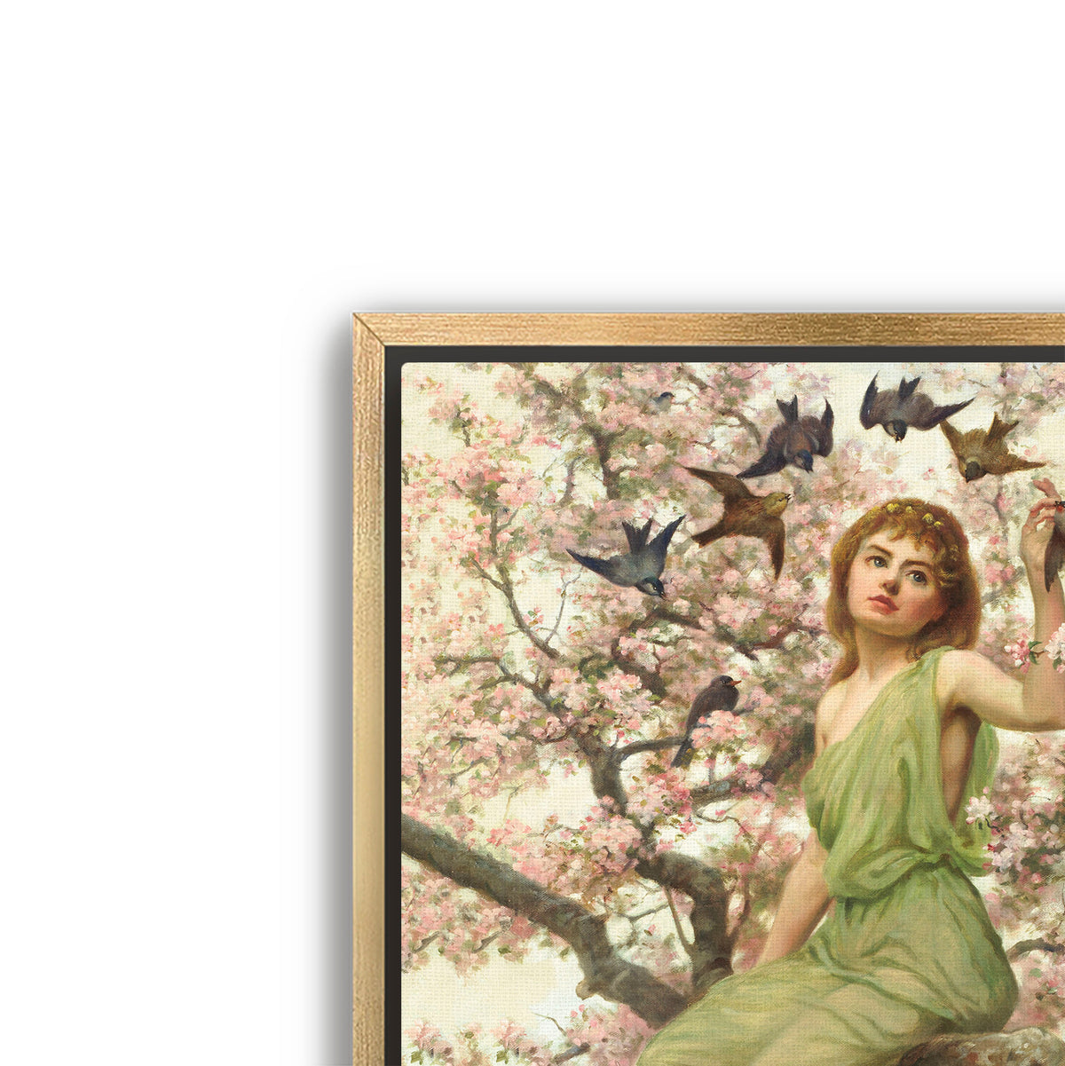 birds of spring