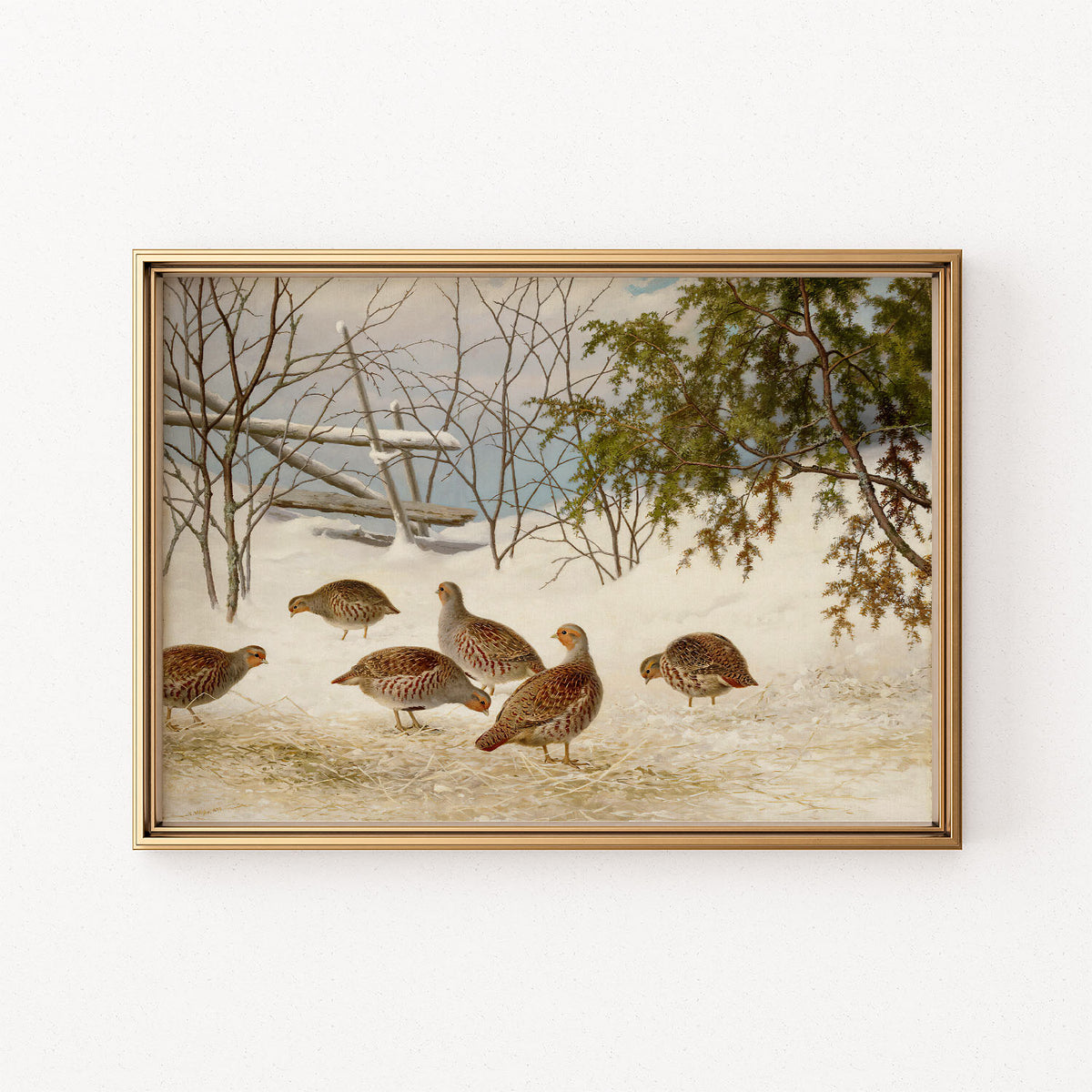 partridges in snow