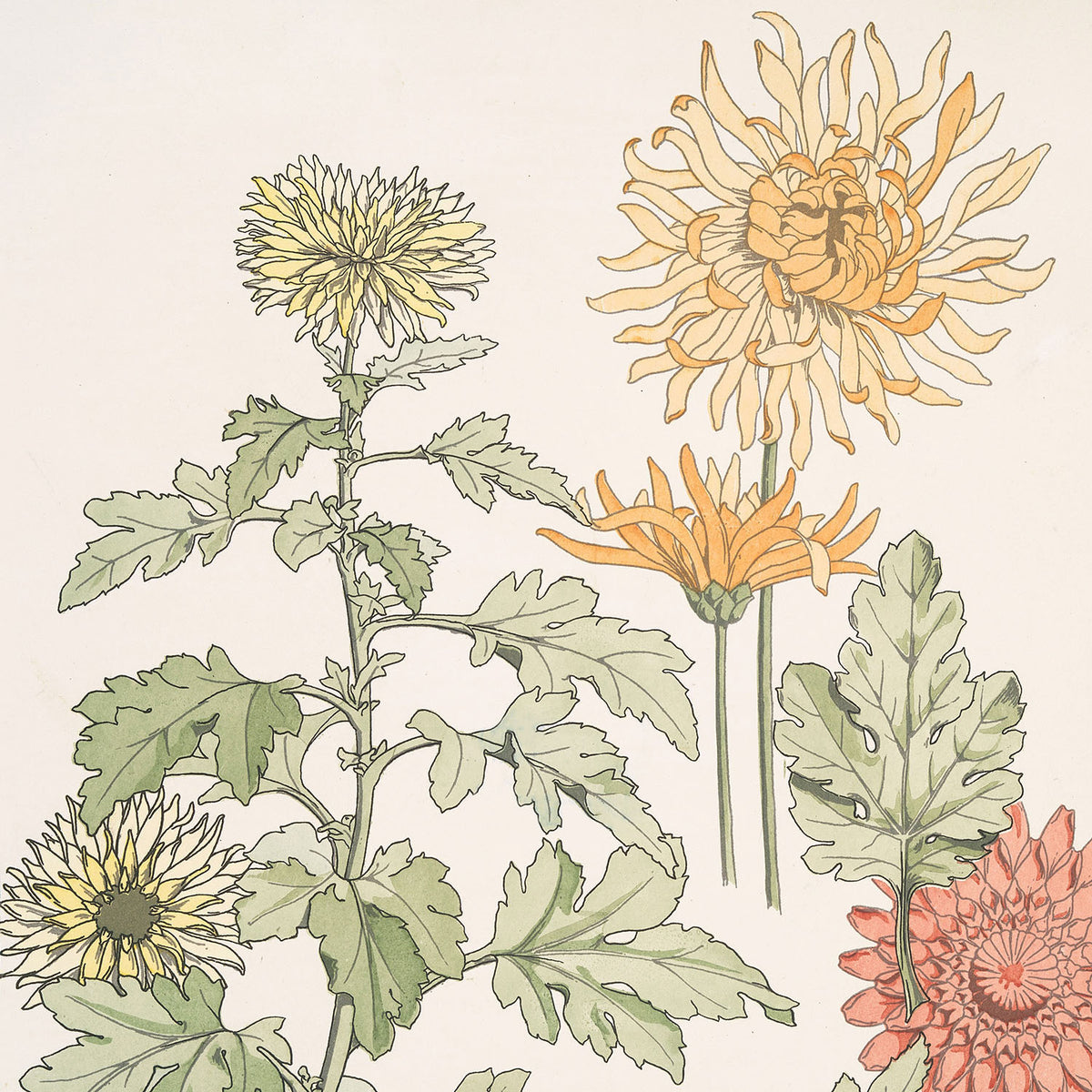 chrysanthème