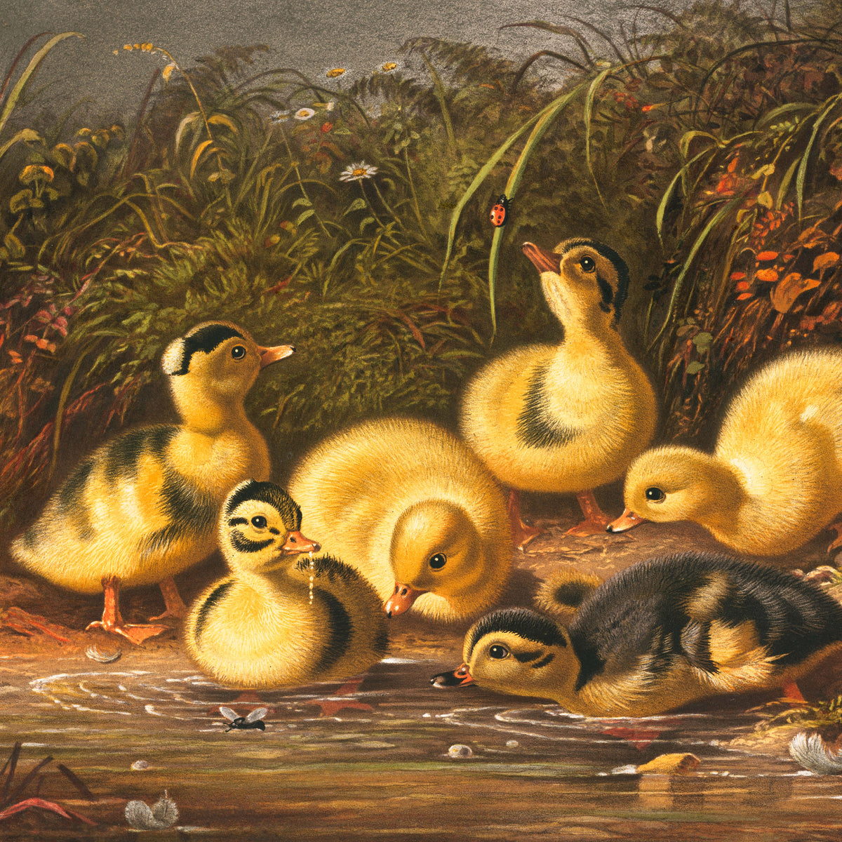 the ducklings