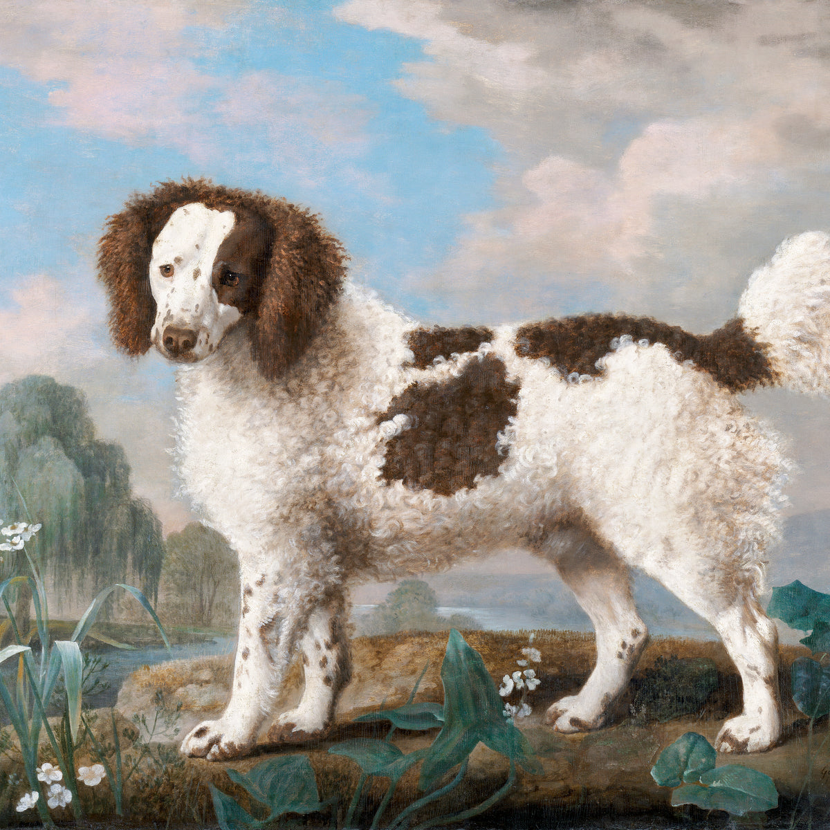 water spaniel