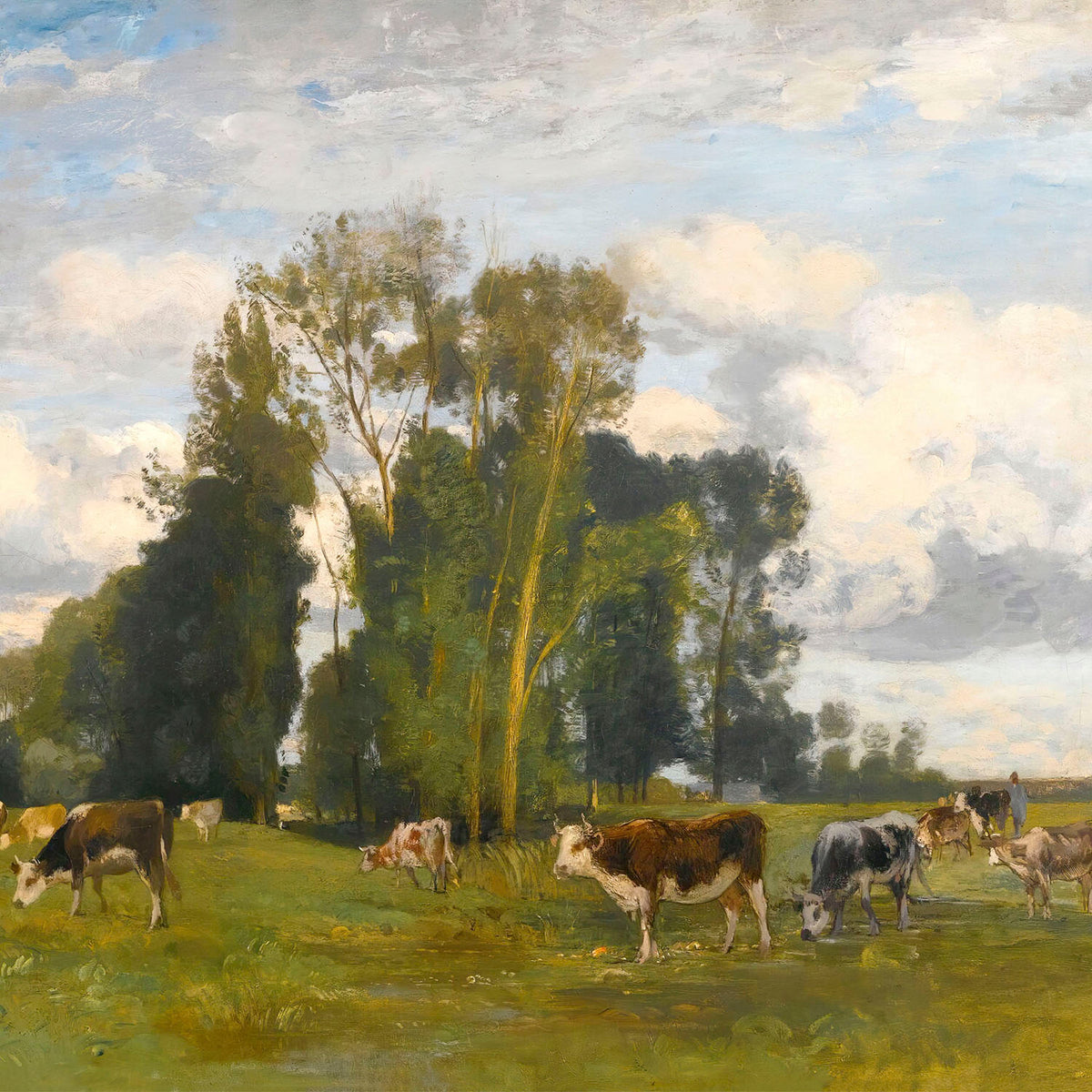 herd in the meadow