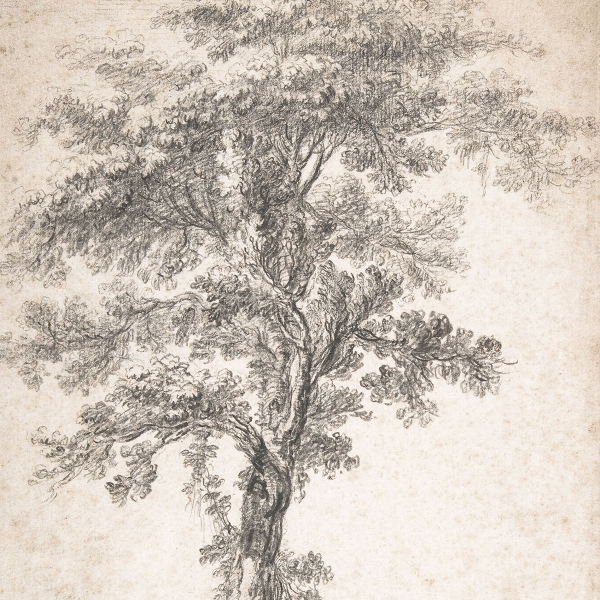 tree study one
