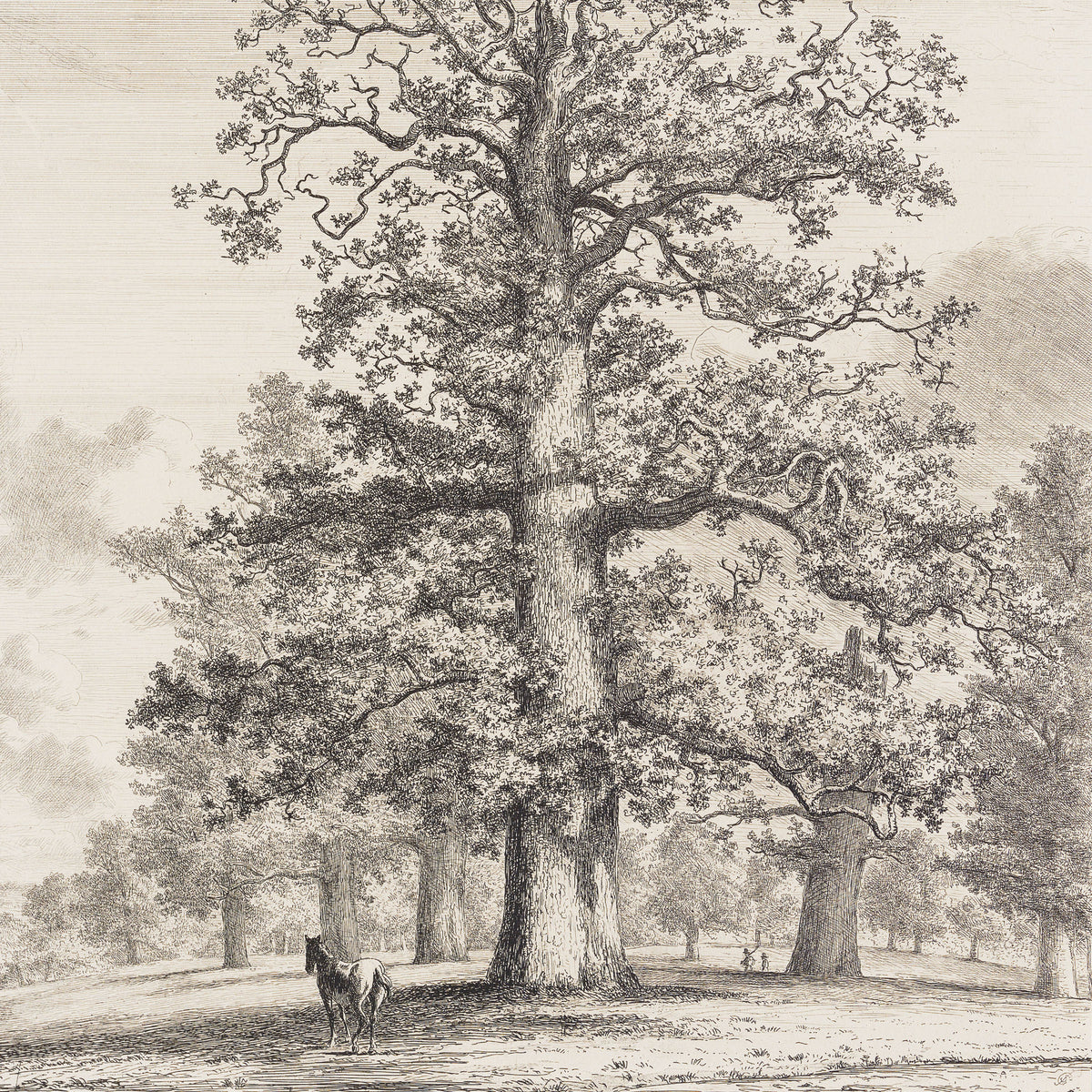 the tall oak at fredville