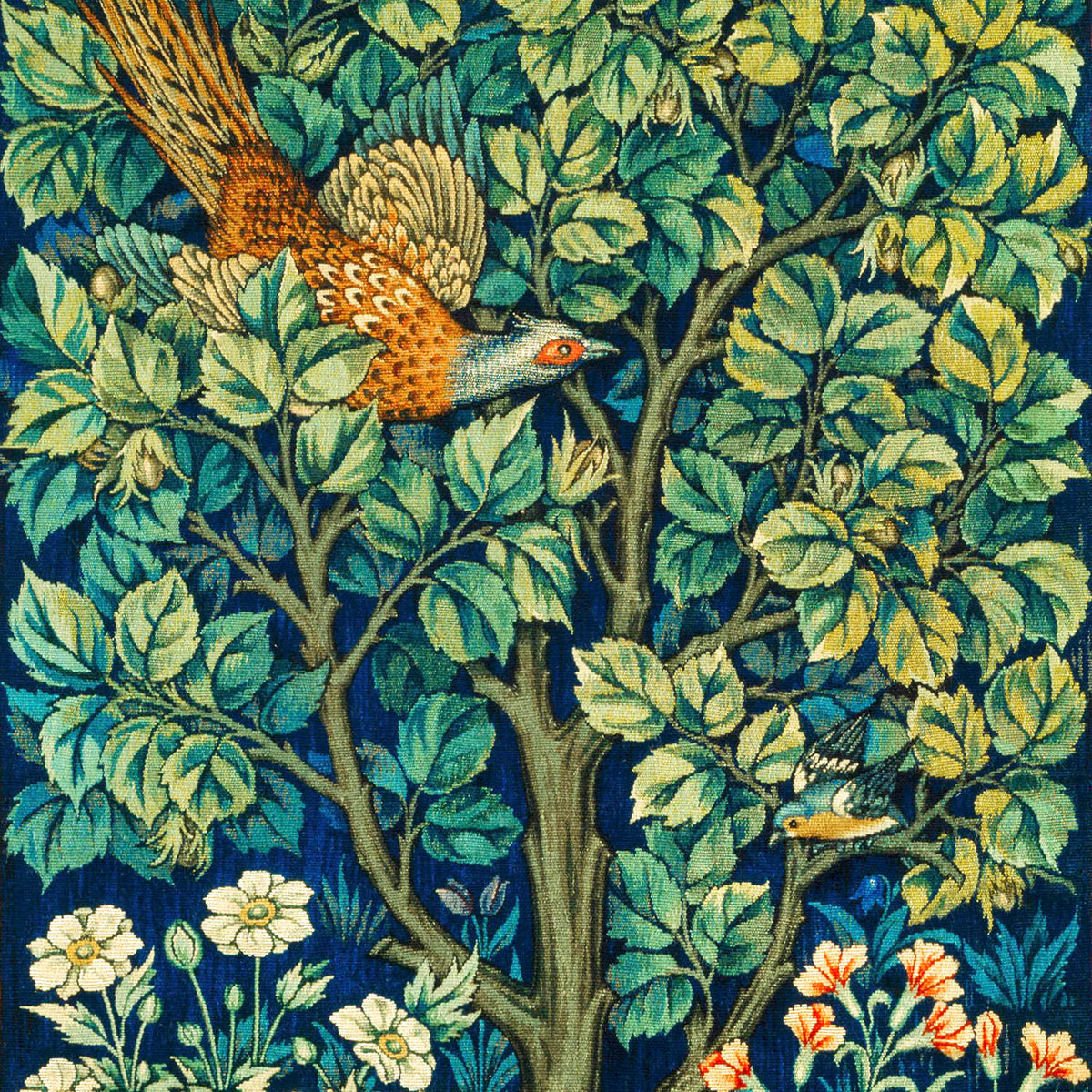 pheasant