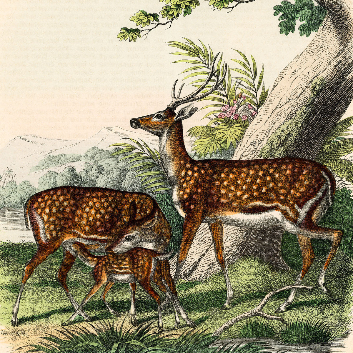 family of deer