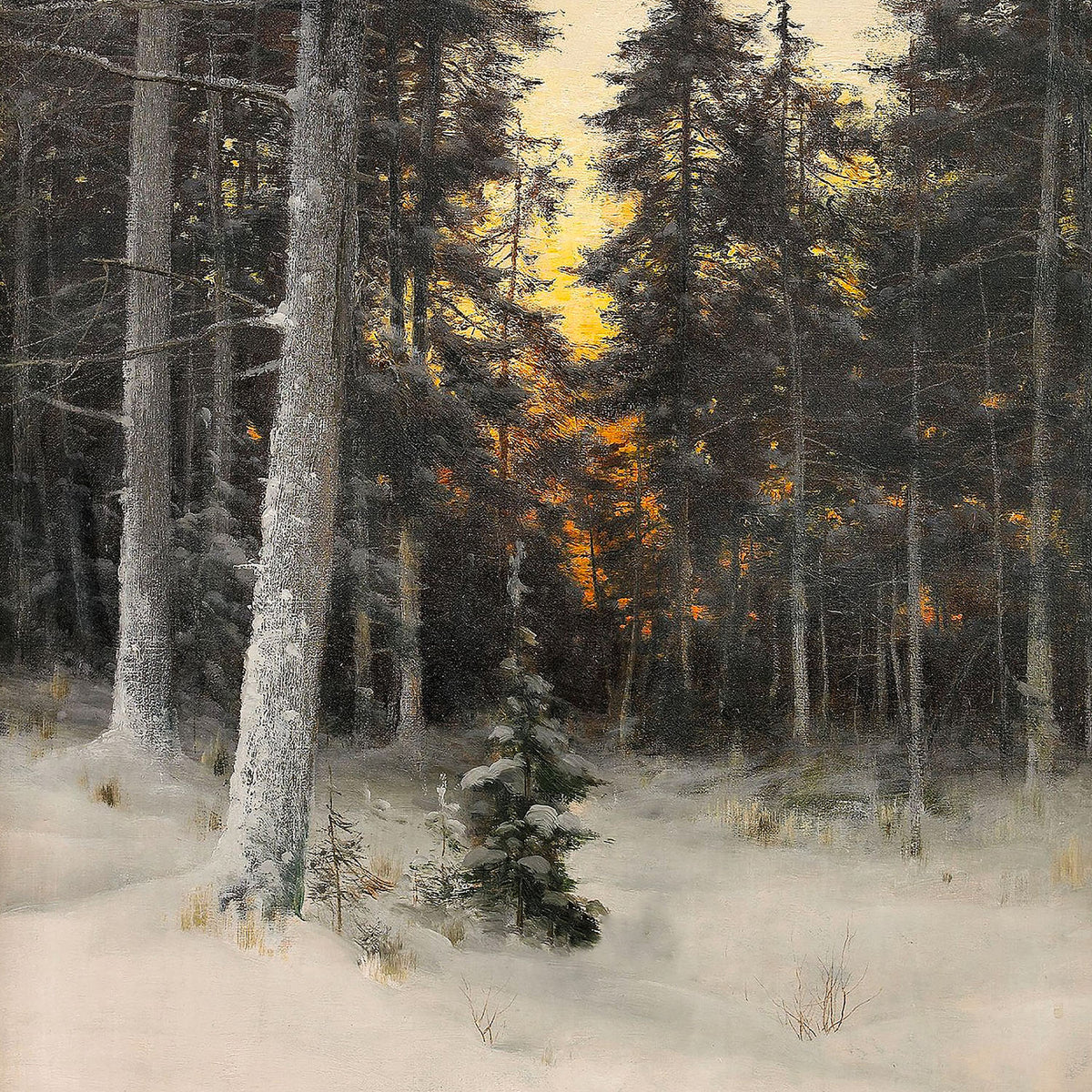 the sapling