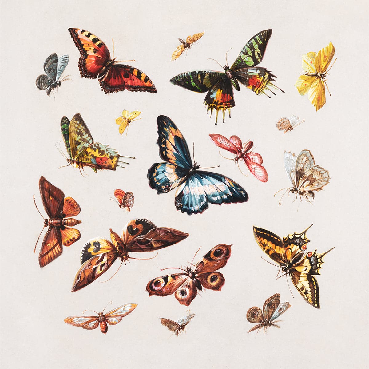 butterflies
