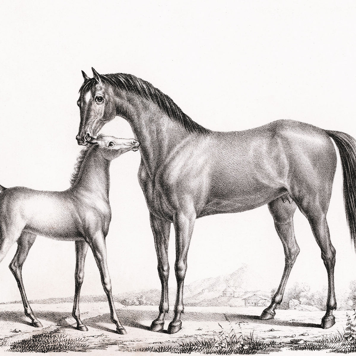 eclipse and her foal