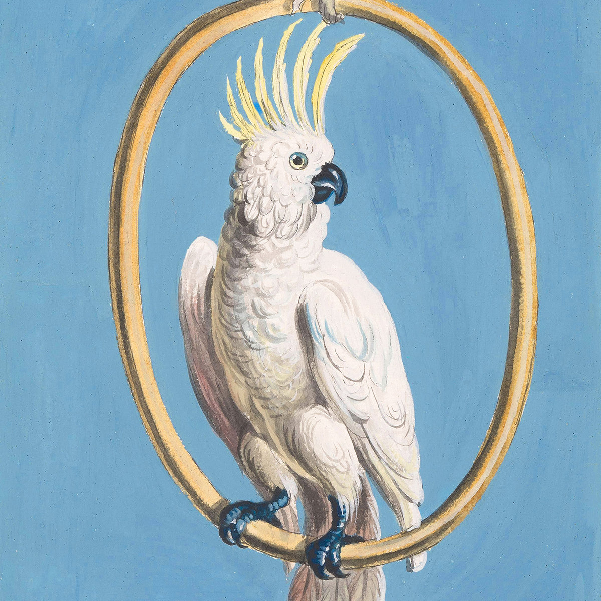 Vintage illustration of a white sulphur-crested cockatoo with a yellow crest perched on a golden hanging hoop against a powder-blue background.