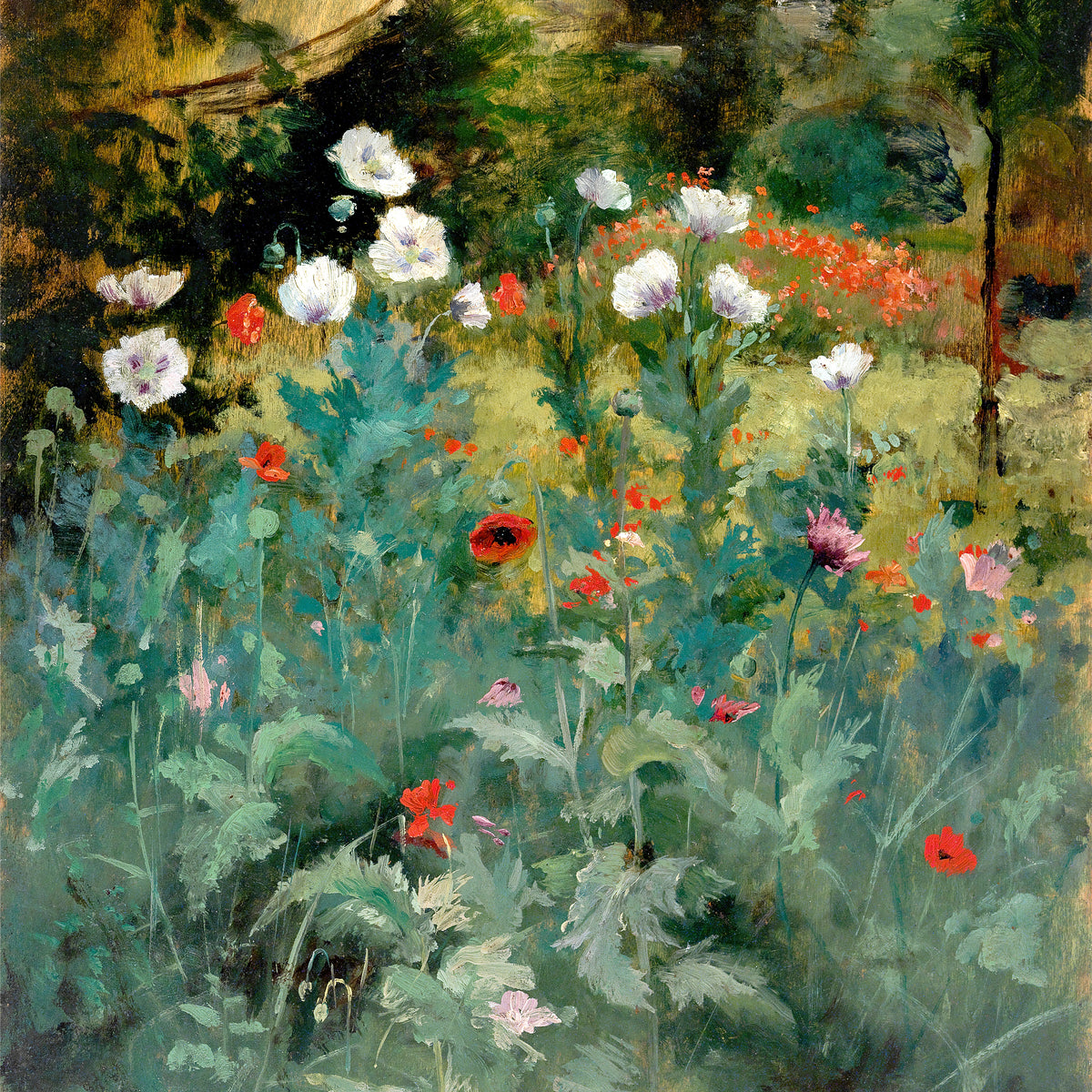 poppies in the garden