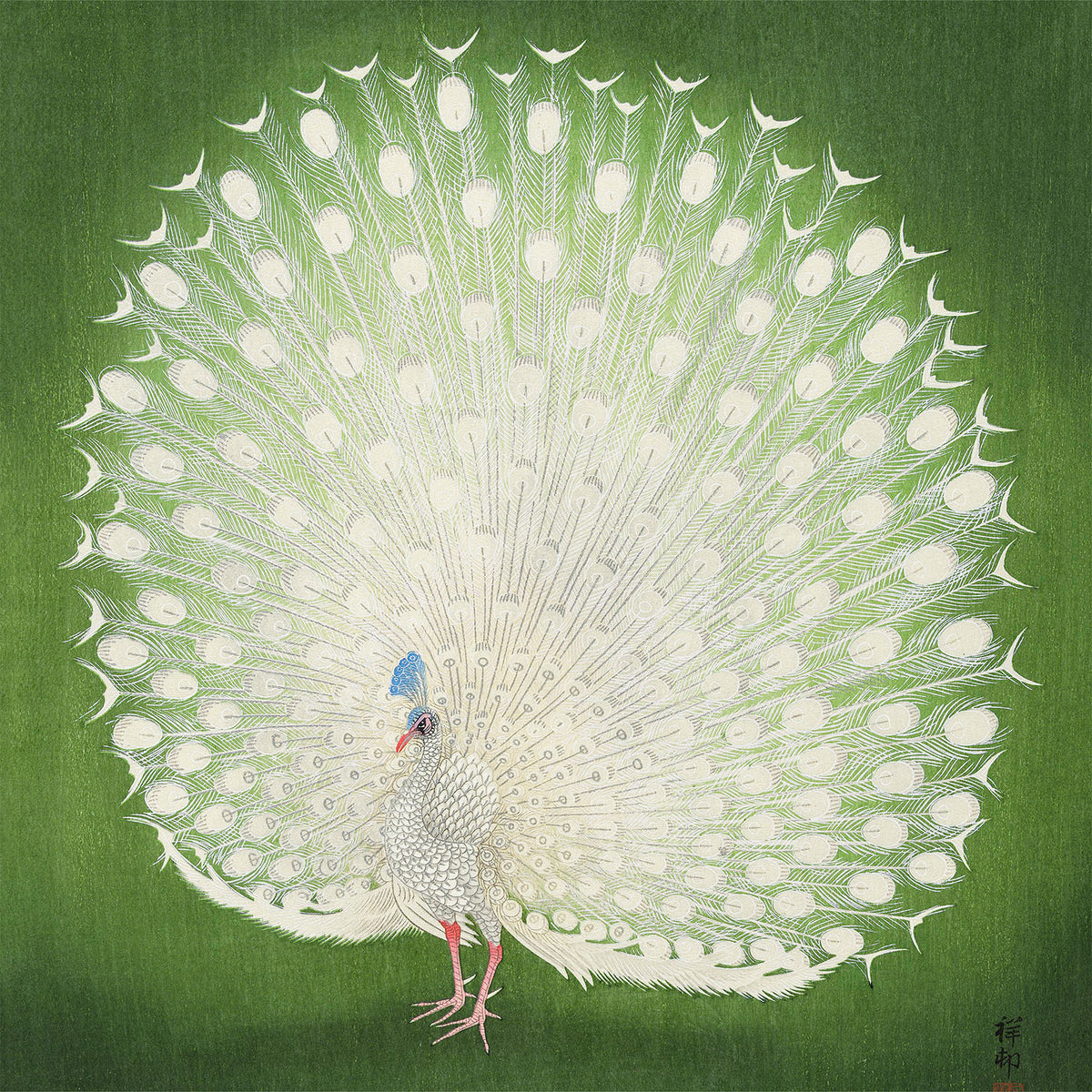 peacock