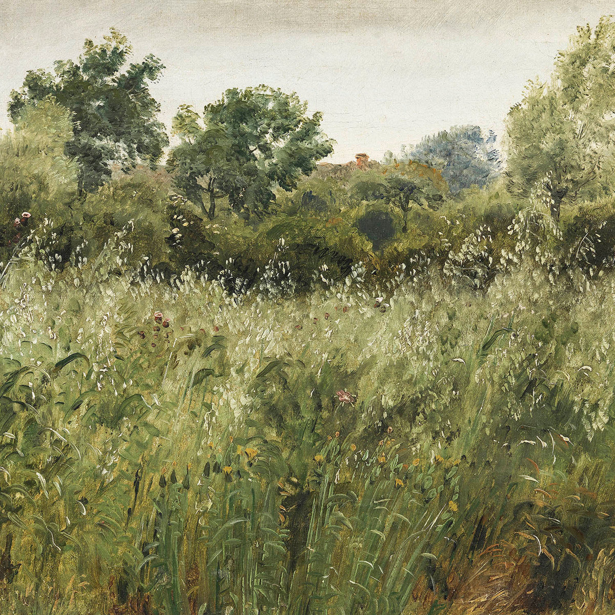 oat field
