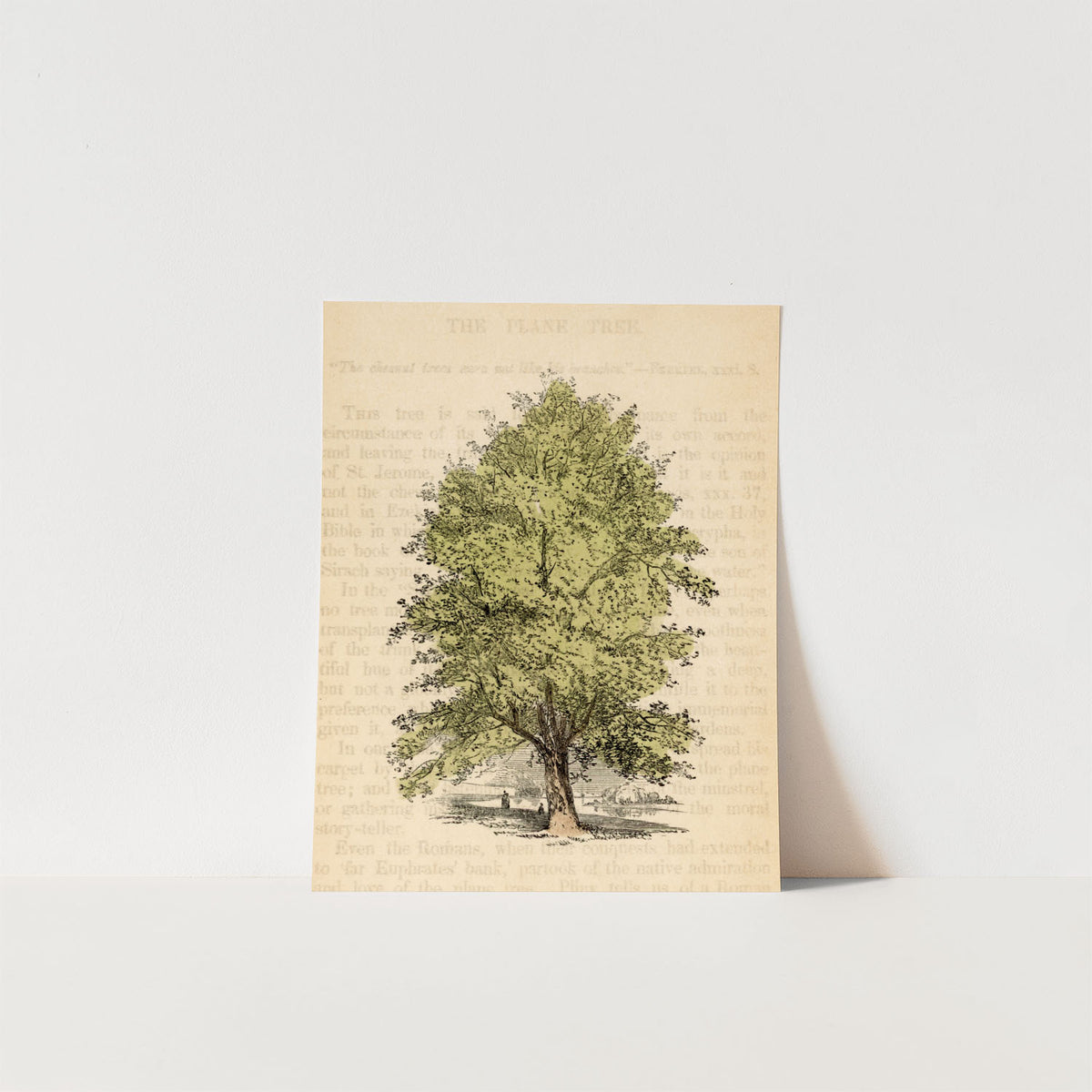 the plane tree