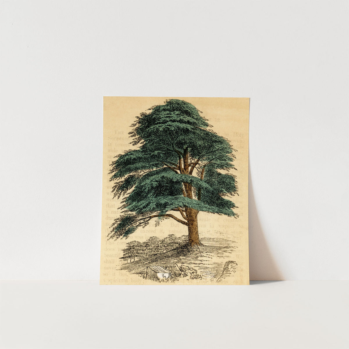 the cedar tree