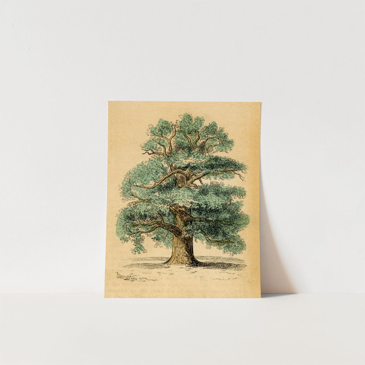 the oak tree