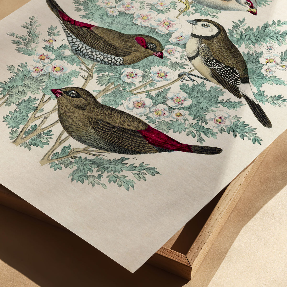 feathered friends