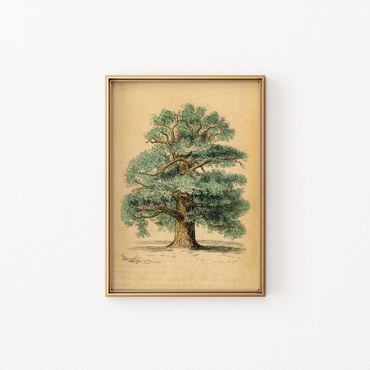 the oak tree