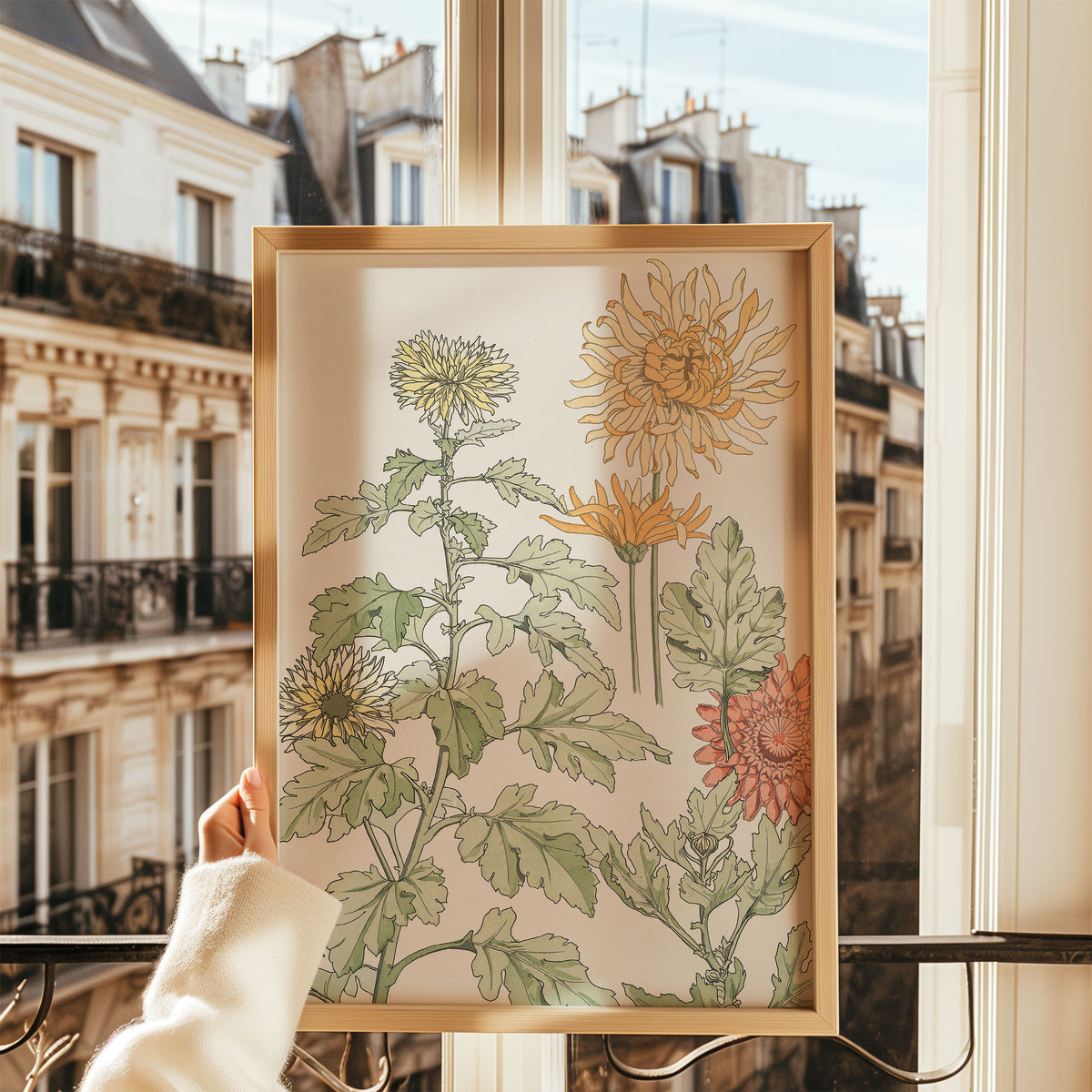 chrysanthème