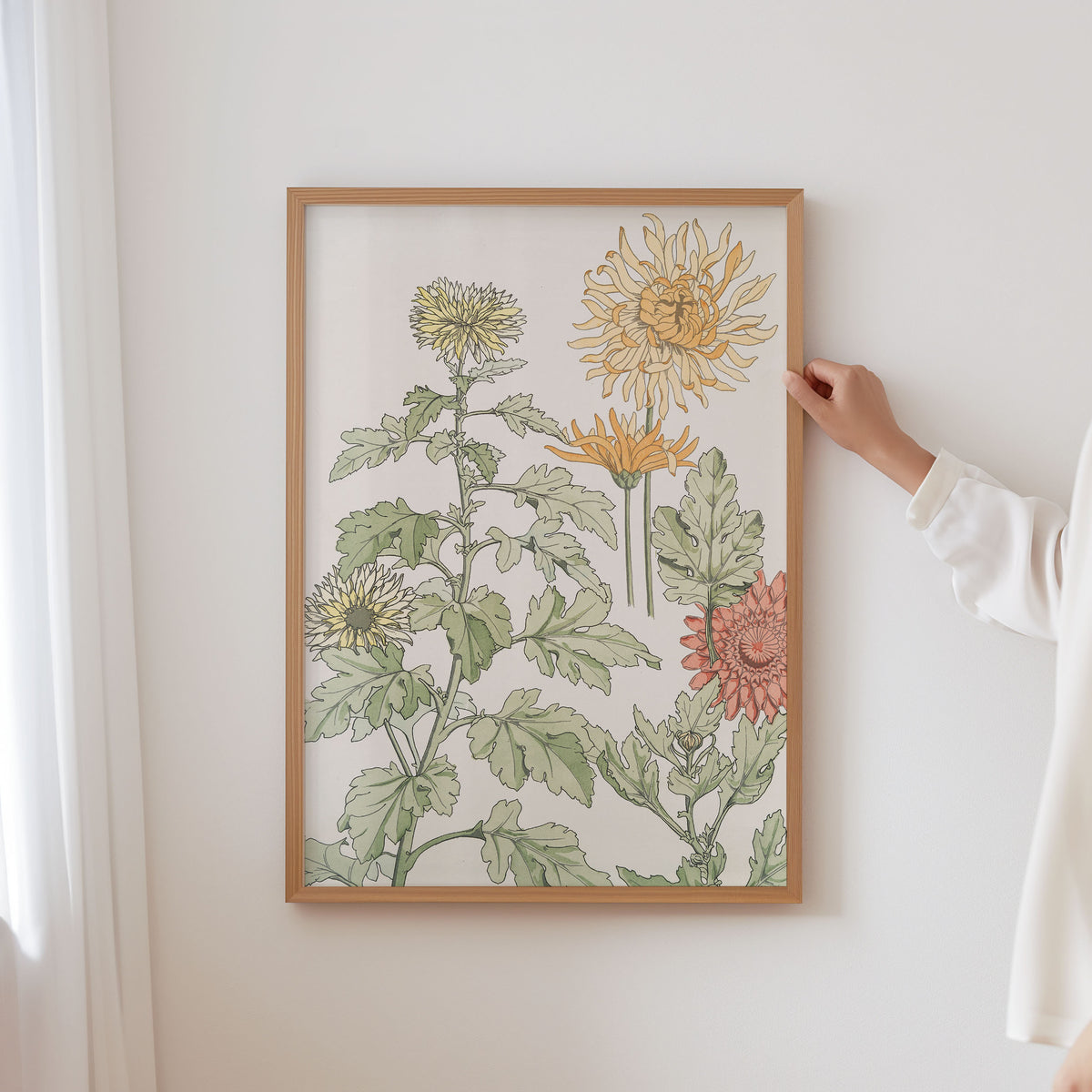 chrysanthème