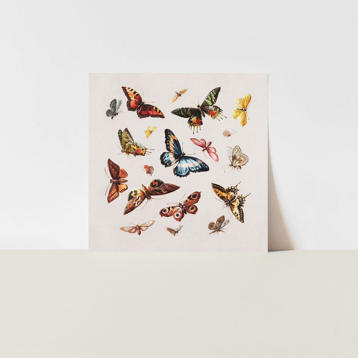 butterflies