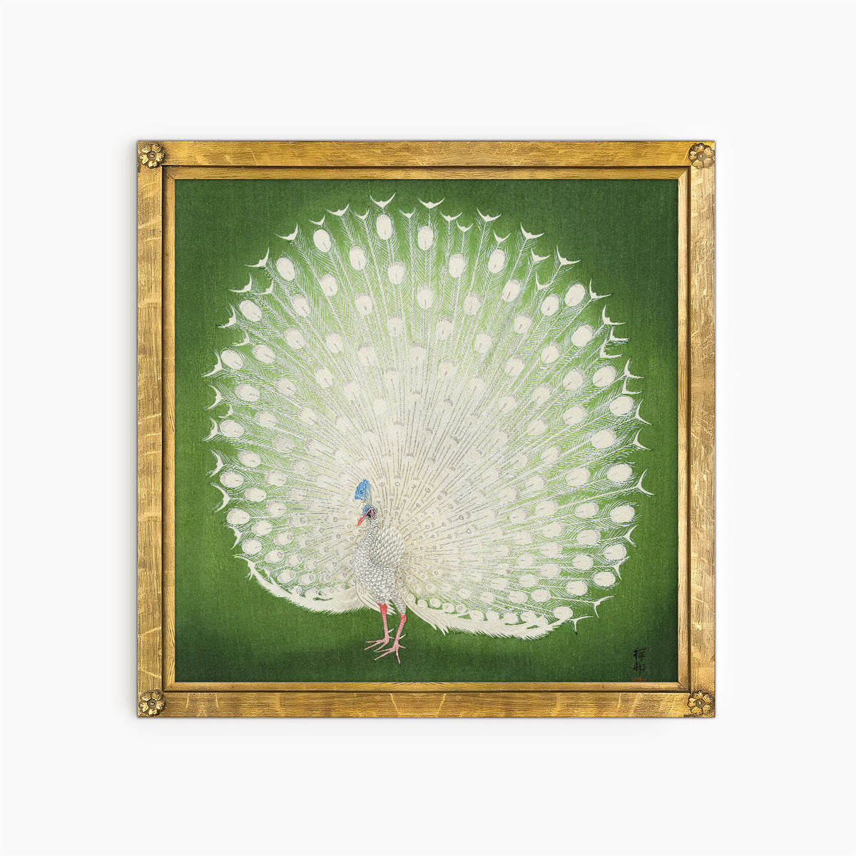 peacock