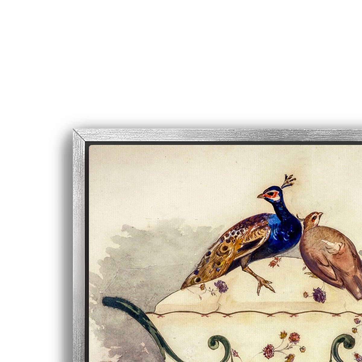 fine pheasant
