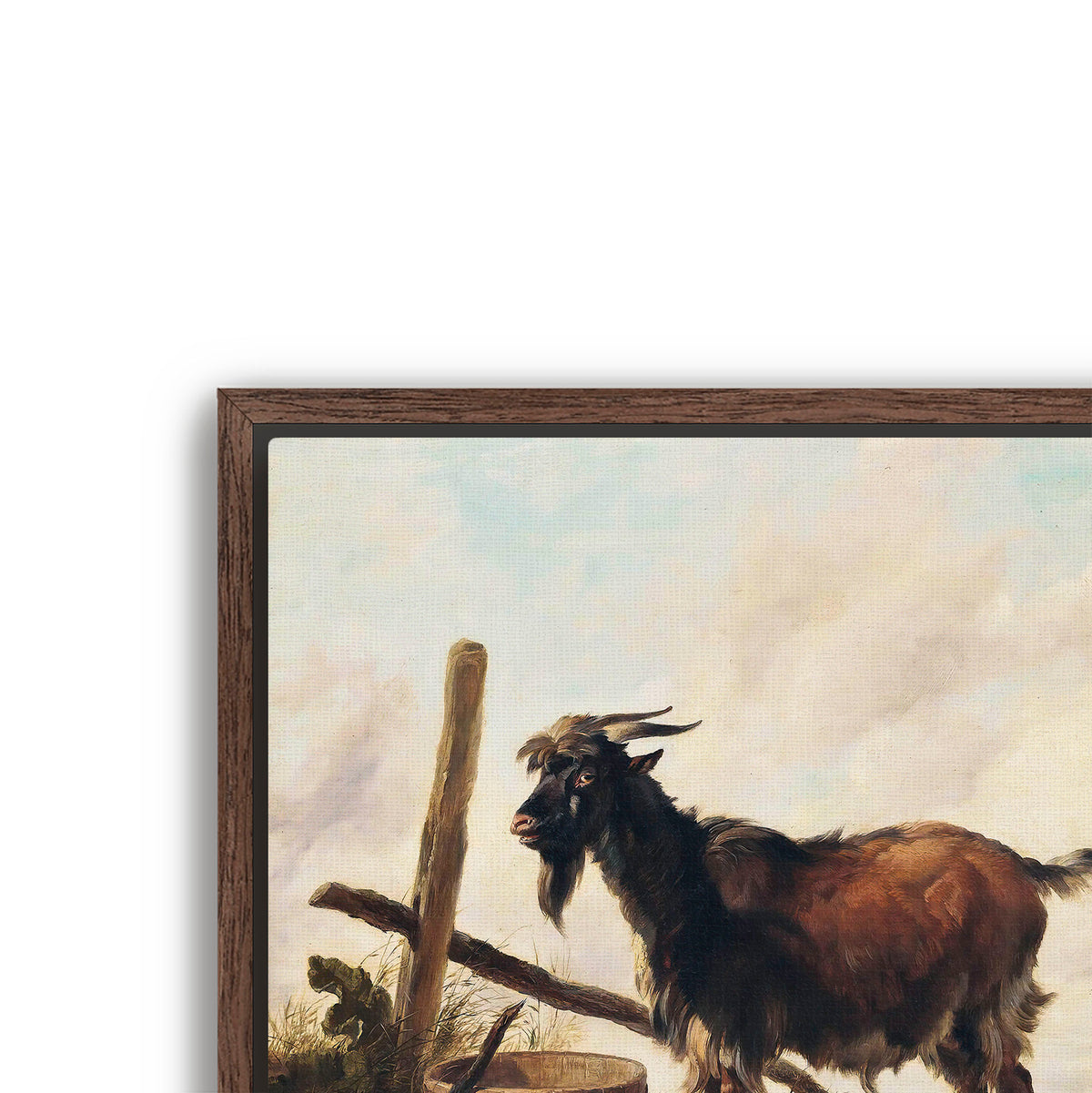 goat in the landscape