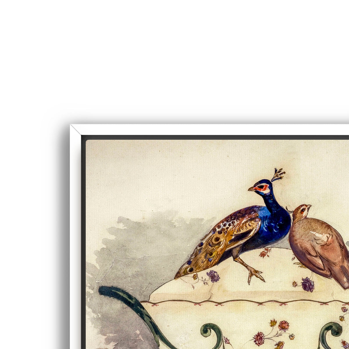 fine pheasant