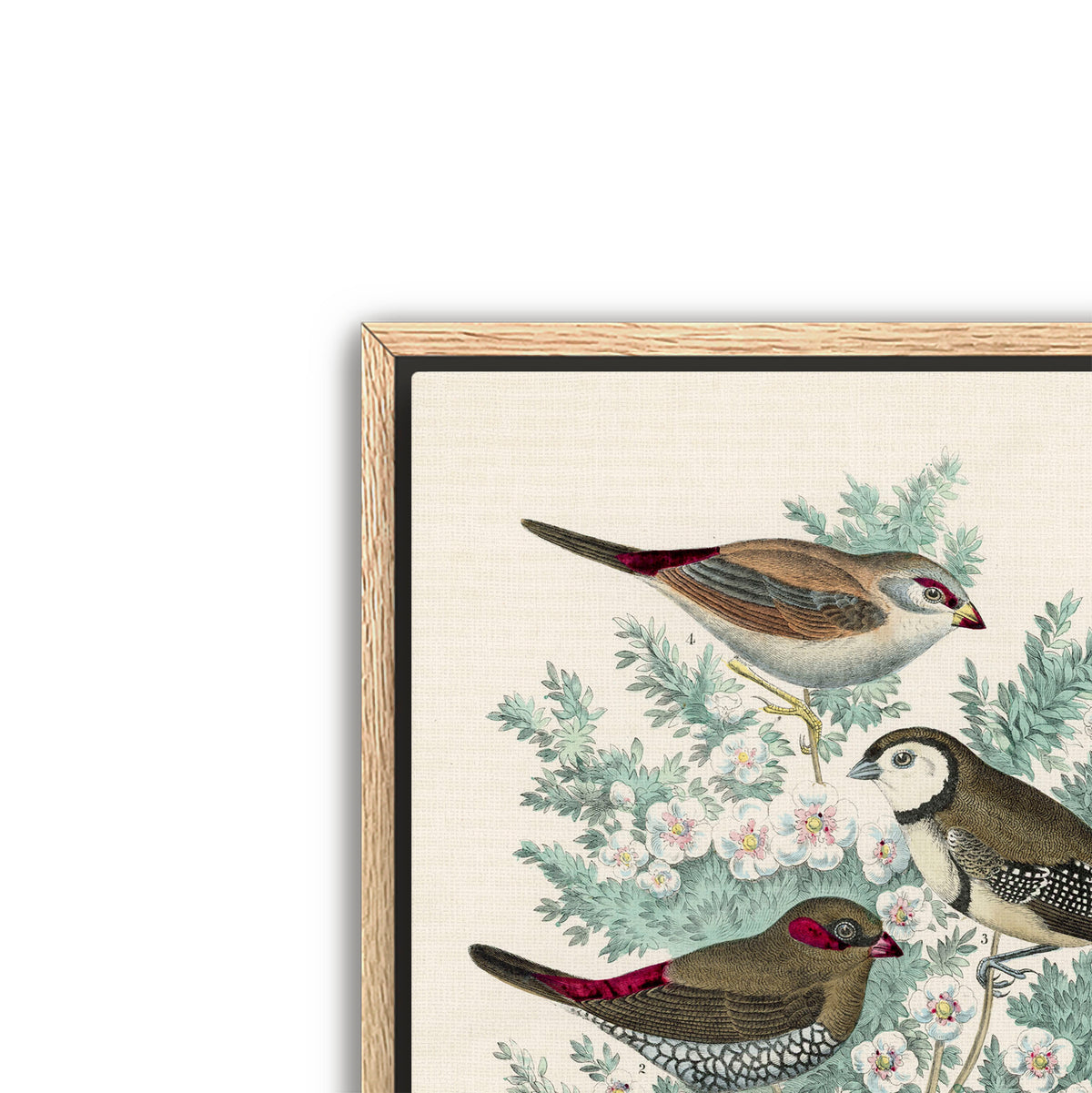 feathered friends