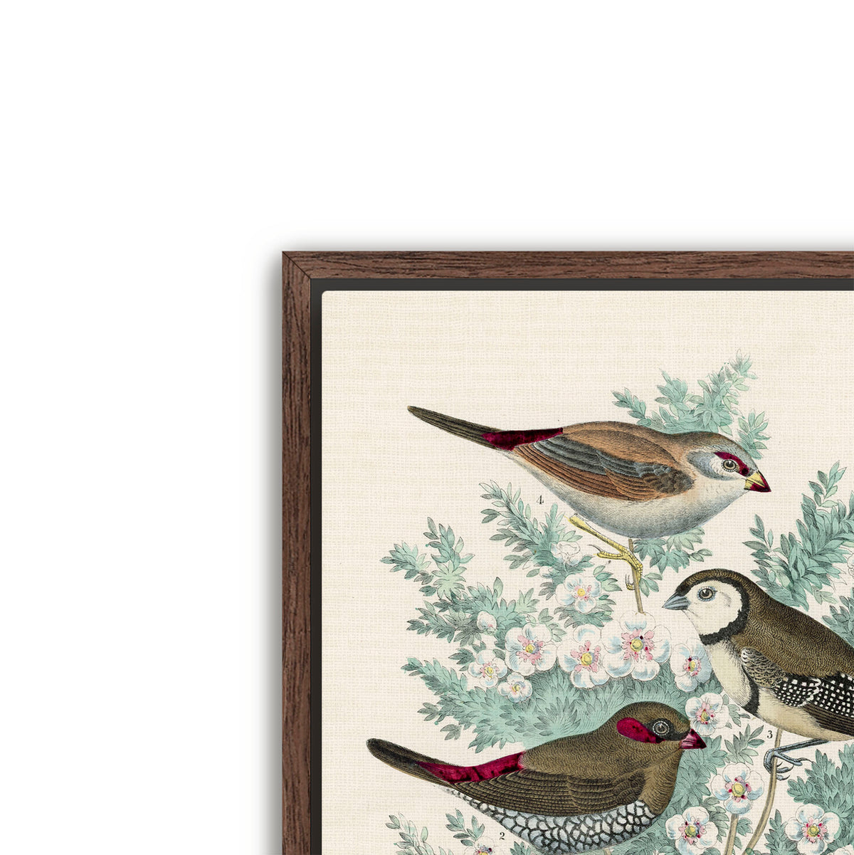 feathered friends